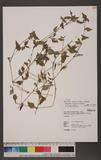 Persicaria nepalensis ( Meisn. ) Miyabe