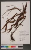 Persicaria barbata (L.) H. Hara
