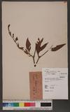 Persicaria maculosa S. F. Gray