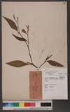 Persicaria maculosa S. F. Gray