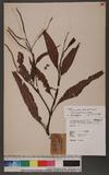 Persicaria glabra ( Willd. ) M. Gomez