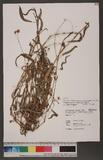 Persicaria hastatosagittata (Makino) Nakai ex T. Mori