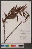 Persicaria barbata (L.) H. Hara