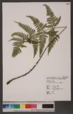 Dryopteris sparsa (Don) Ktze. 