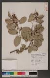 Celastrus paniculatus Willd. h᷿nD