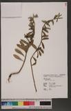 Oenothera biennis L. 먣