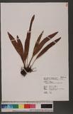 Elaphoglossum conforme (Sw.) Schott s޿