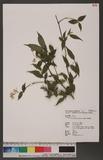 Deutzia taiwanensis (Maxim.) Schneider OWY