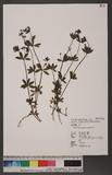 Galium echinocarpum Hayata Gެoo