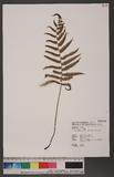 Parathelypteris japonica (Bak.) Ching ߬`P