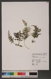 Hymenophyllum polyanthos v. d. Bosch ӸF
