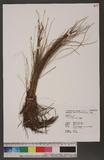 Carex capillacea Boott J