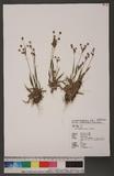Luzula multiflora Lejeune sa
