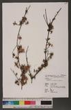 Rhododendron noriakianum T. Suzuki ӸY