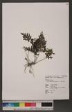 Cephalomanes obscurum (Blume) K. Iwats. u