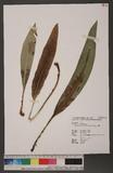 Elaphoglossum yoshinagae (Yatabe) Makino 舌蕨