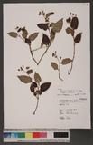 Persicaria chinensis (L.) H. Gross