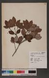 Neolitsea buisanensis Yamamoto & Kamikoti Z¤ssl