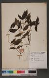 Damnacanthus angustifolius Hayata L