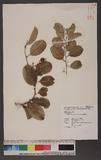Celastrus paniculatus Willd. h᷿nD