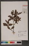 Microtropis japonica (Fr. & Sav.) Hall. f. 饻ɽå