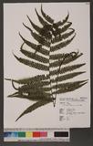 Thelypteris japonica (Bak.) Ching ߬`P