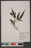 Microsorium pteropus (Blume) Copel. TeP