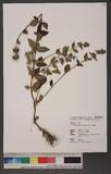 Clinopodium chinense (Benth.) Kuntze 風輪菜