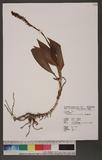 Goodyera procera (Ker-Gawl.) Hook. f. 穗花斑葉蘭