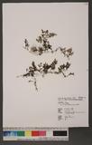 Meringium denticulatum (Sw.) Copel. p
