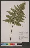 Dryopteris tenuipes (Rosenst.) Serizawa 