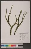 Lycopodium hamiltonii Spring 福氏石松