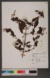 Viburnum foetidum Wall. var. rectangulatum (Graebner) Rehder 狹葉莢迷