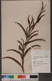 Persicaria japonica (Meisn.) Nakai