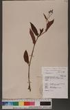 Persicaria dichotoma (Blume) Masam.