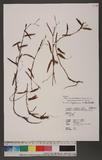 Persicaria praetermissa (Hook. f.) H. Hara