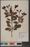 Rhaphiolepis indica Lindl. var. tashiroi Hayata ex Matsum. & Hayata 石斑木