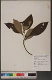 Ophiorrhiza liukiuensis Hayata pDگ