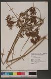 Cyperus platystylis R. Br. eW