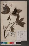 Michelia compressa (Maxim.) Sargent Qߥ
