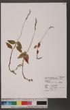 Zeuxine affinis (Lindl.) Benth. ex Hk. f. euW