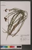 Ophiopogon reversus C. C. Huang
