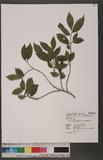 Antidesma japonicum Sieb. & Zucc. var. densiflorum Hurusawa K᤭