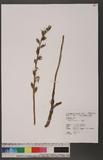 Habenaria ciliolaris Kranzl. 玉鳳蘭