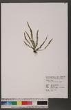 Ctenopteris subfalcata (Blume) Kunze 虎尾蒿蕨