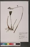 Chrysoglossum ornatum Blume 