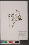 Bulbophyllum drymoglossum Maxim. ex Okubo 狹萼豆蘭
