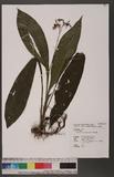 Calanthe arisanensis Hayata sڸ`