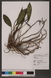 Cymbidium lancifolium Hook. 竹柏蘭
