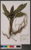 Cymbidium lancifolium Hook. ˬf